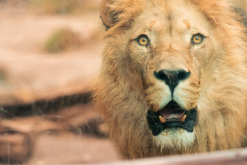 Fototapeta premium View of the face and expression of an adult lion with a mane in a natural zoo. On a cloudy day. Without people, just in its natural environment.
