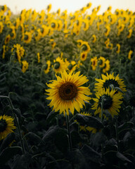 Fototapeta premium field of sunflowers