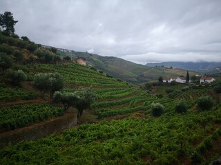 A stunning view of terraced vineyards stretching across rolling hills under an overcast sky