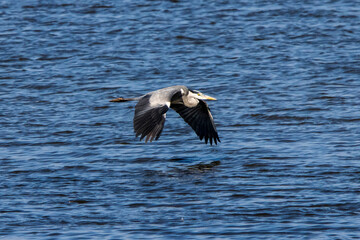 A gray heron (Ardea cinerea) gliding over the blue shallow waters of the Tablas de Daimiel in the center of the Iberian Peninsula