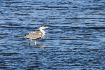 A gray heron (Ardea cinerea) wades through shallow waters searching for prey, its neck coiled into an S-shape like a spring, ready to thrust its harpoon-like beak at an unsuspecting target.