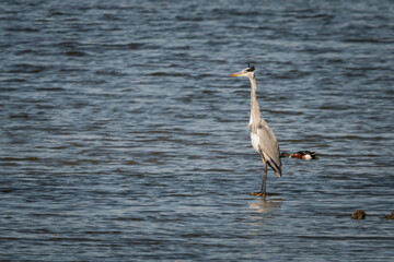 
Gray heron with its neck stretched out, stalking fish in the shallow waters of one of the lagoons of the Tablas de Daimiel, in the center of the Iberian Peninsula. (Ardea cinerea)