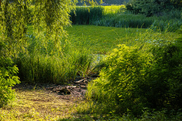 Lush greenery with tall reeds and sunlit trees near a swampy area. Overgrown plants and trampled...
