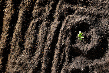 Garden Dark Dirt with Single Plant Growing