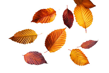 Vibrant autumn leaves mid-air, rich red, golden yellow, burnt orange, transparent background or white background