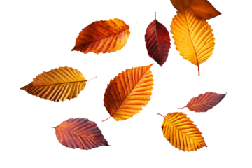 Vibrant autumn leaves mid-air, rich red, golden yellow, burnt orange, transparent background or white background