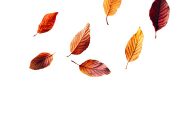 Vibrant autumn leaves mid-air, rich red, golden yellow, burnt orange, transparent background or white background