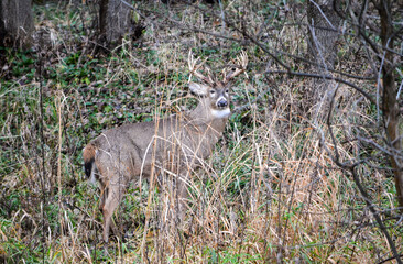 Michigan Buck and his Does