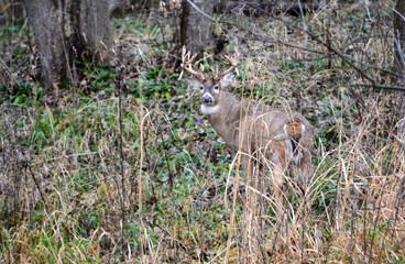 Michigan Buck and his Does