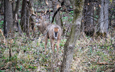 Michigan Buck and his Does
