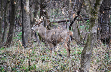 Michigan Buck and his Does
