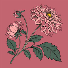 Dahlia flowers with pink petals, green leaves, art nouveau style, detailed line drawing on soft pink background