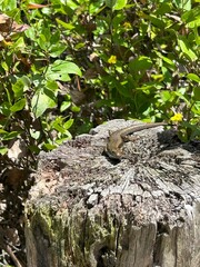 The picture shows a lizard resting on a weathered tree stump, surrounded by lush green foliage and small yellow flowers in a natural, sunlit outdoor setting.