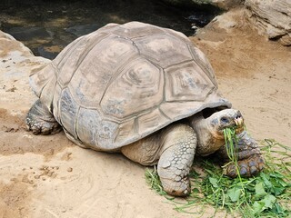 Giant tortoise on sandy ground, munching on a pile of fresh green leaves. Its enclosure includes a rocky area and a small pool of water in the background.