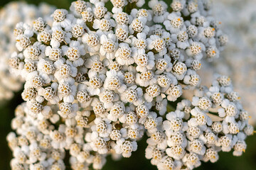 close up of white flowers