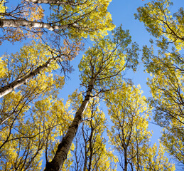 Looking up at golden autumn colored aspen tree leaves and a clear blue sky
