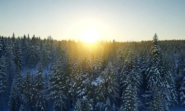 sunset in the  conifeur forest. winter solstice