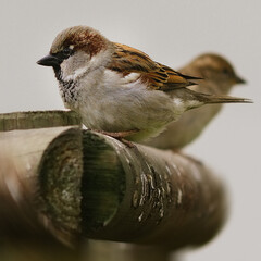 sparrow on a branch