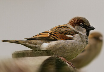 sparrow on a branch