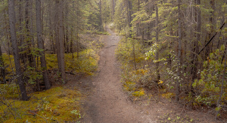 A national park walking trail running through a forest with yellowish green moss
