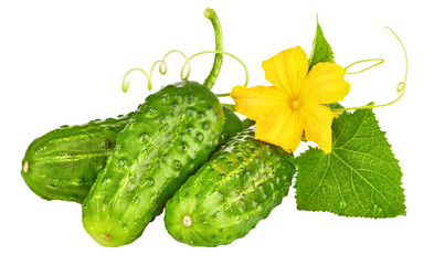 Cucumbers. Fresh cucumber vegetable with yellow flowers and green leaves. Ripe vegetables. Organic food. Isolated. PNG.