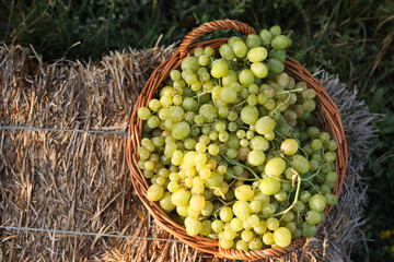 Ripe grapes in wicker basket outdoors, top view