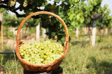 Ripe grapes in wicker basket outdoors on sunny day, space for text