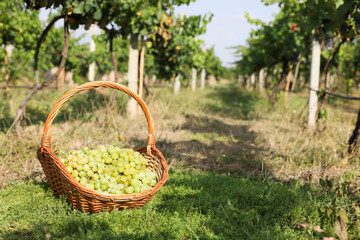 Ripe grapes in wicker basket outdoors on sunny day, space for text