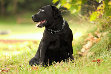 Adorable Labrador Retriever dog sitting on green grass outdoors