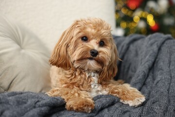 Cute Maltipoo dog with in armchair at home