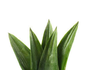 Fresh green pineapple leaves isolated on white