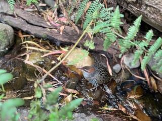 A Buff-banded Rail bird stands in a stream, surrounded by ferns and rocks, in a lush, natural habitat, showcasing its distinctive red beak, white eye stripe, and speckled plumage.
