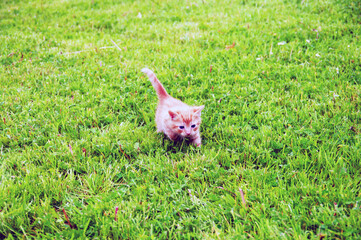 A small kitten is playing in a grassy field