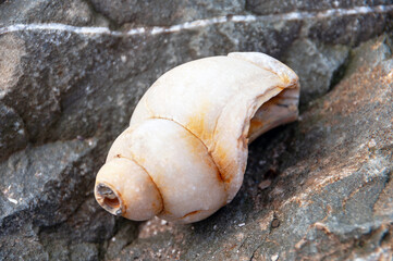 A shell is laying on a rock