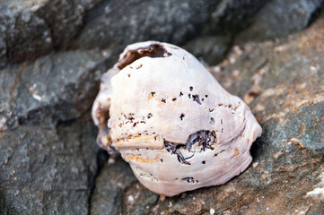 A rock with a white shell on it