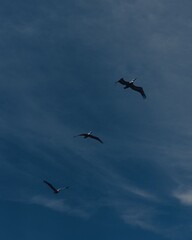 aves en el  cielo