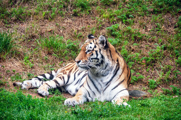 A tiger is laying in the grass, looking at the camera