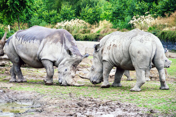 Fototapeta premium Two rhinos are fighting in a muddy field