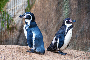 Obraz premium Two penguins are standing on a rocky beach