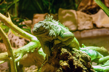 A green iguana is laying on a log in a tank