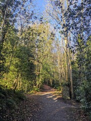 A tranquil woodland path surrounded by dense greenery and tall trees. Sunlight filters through the branches, casting dappled shadows on the leaf-covered ground. A peaceful setting for nature walks.