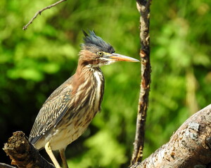 Green Heron | Butorides virescens | North American Wading Bird