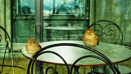 Portrait of a sparrows in the city