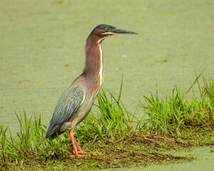 Green Heron | Butorides virescens | North American Wading Bird