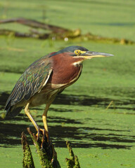 Green Heron | Butorides virescens | North American Wading Bird