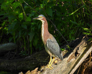 Green Heron | Butorides virescens | North American Wading Bird