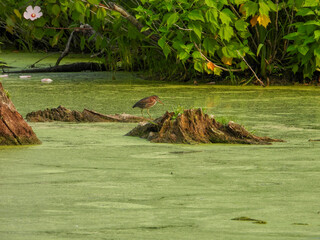 Green Heron | Butorides virescens | North American Wading Bird