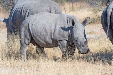 Obraz premium Baby White Rhino Feeding on the Grass