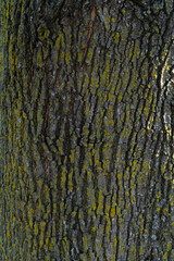 Naklejka premium Tree bark covered with patches of green moss, highlighting a natural contrast of textures.