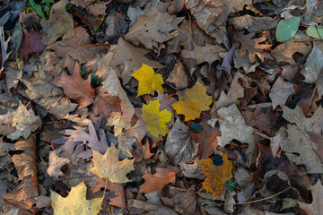 A carpet of vibrant maple leaves covering the forest floor, showcasing rich autumn colors.